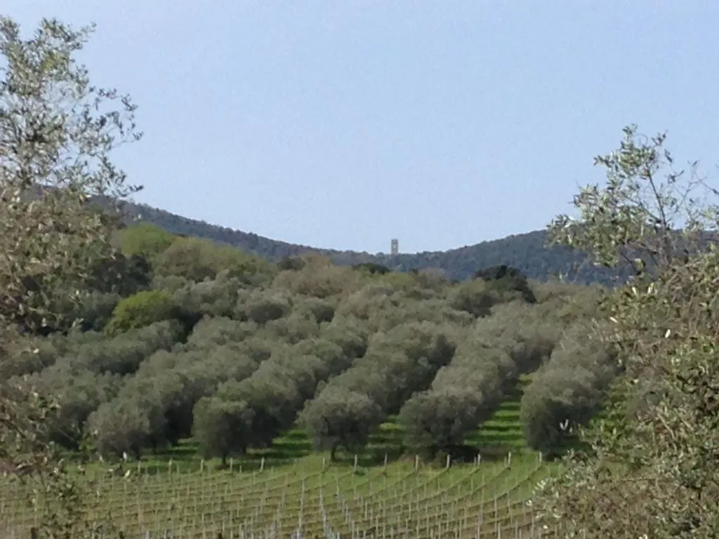 Podere Oslavia Az.Agr.Bio Giannini Alberese 0*,